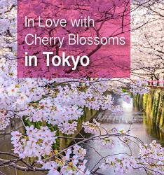 In Love with Cherry Blossoms in Tokyo